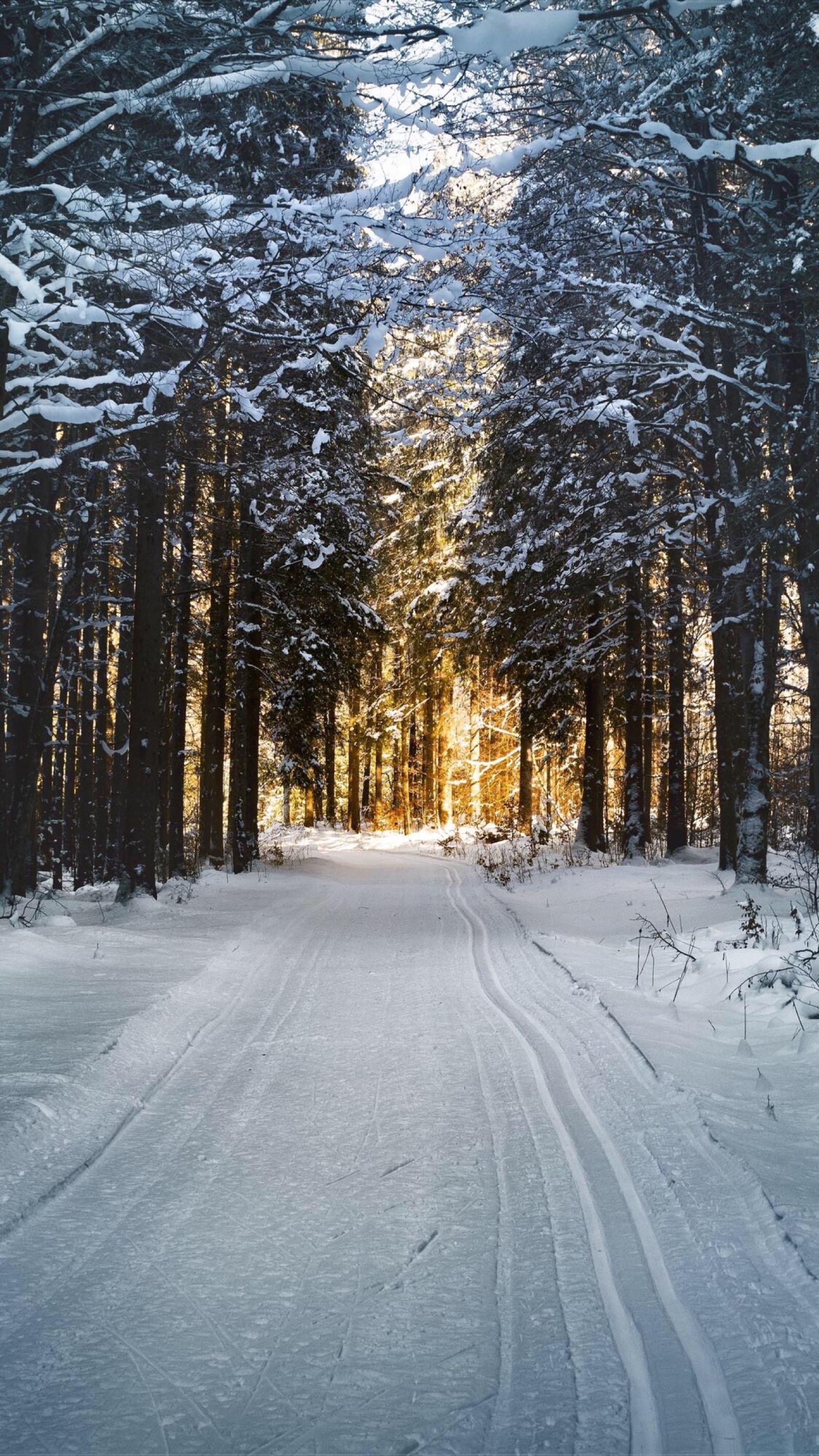 雪景壁纸