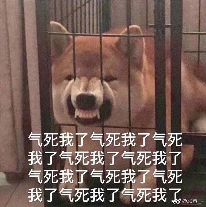 狗子表情包