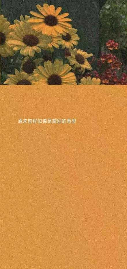 前程似锦 来源:wb