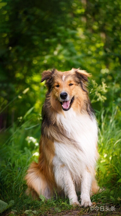 苏格兰的牧羊犬