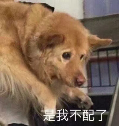 狗狗点头表情包