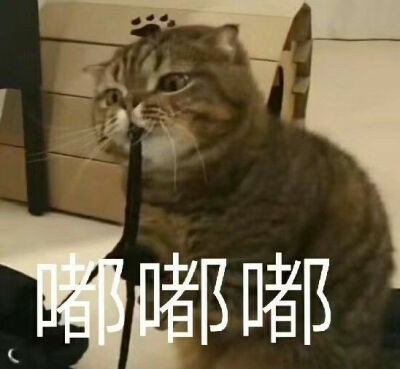 萌宠 表情包 猫咪 颓废