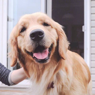 狗头像金毛