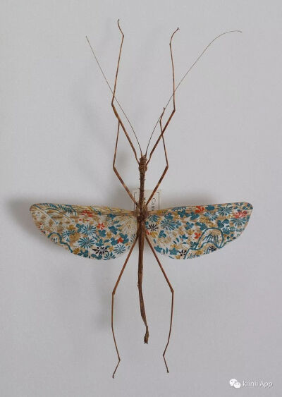 樋口明宏(akihiro higuchi,日本艺术家,以手工制作逼真而美丽的昆虫
