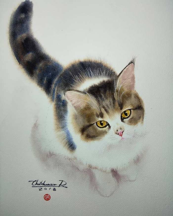 猫咪水彩手绘bychatchawarnruksa
