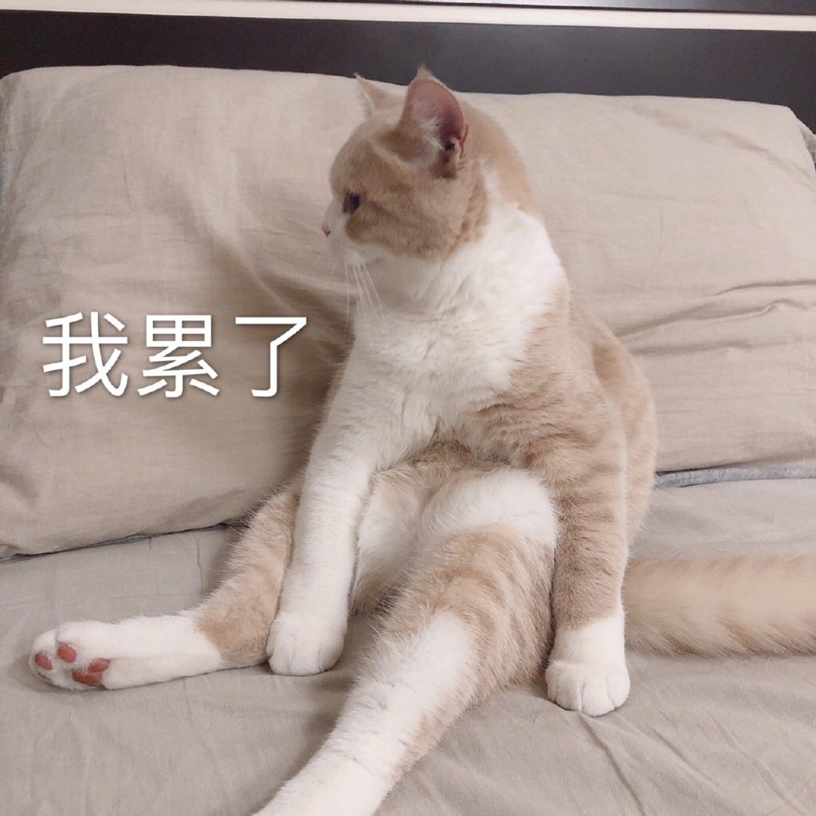 小猫咪表情包