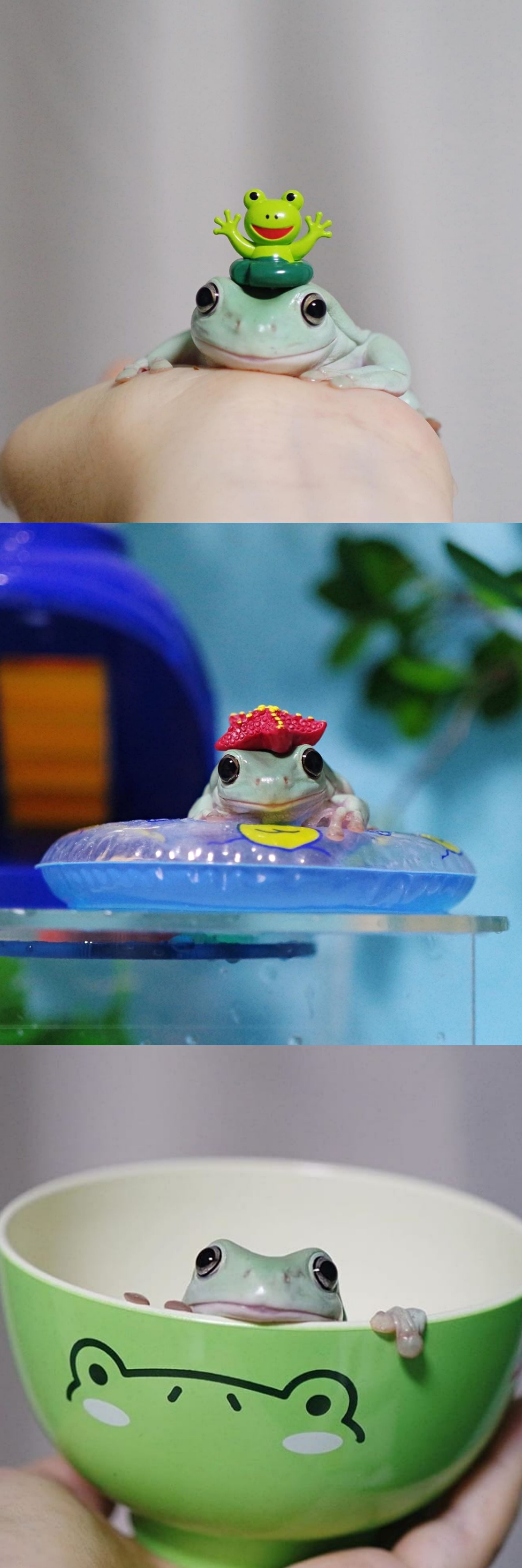 接亲游戏道具青蛙发箍头饰 幼儿园校园晚会舞会动物演出小青蛙-阿里巴巴
