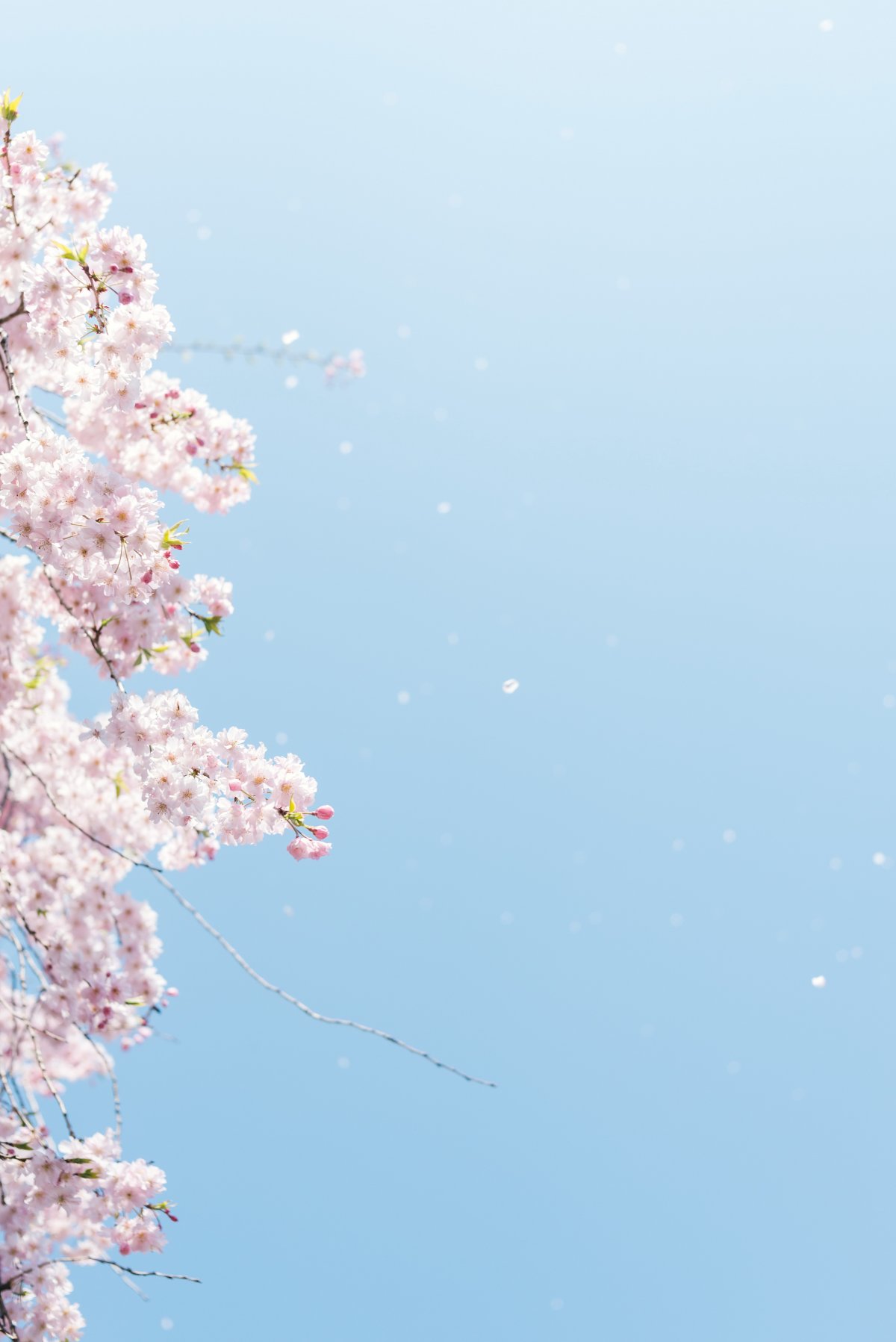 樱花- 堆糖,美图壁纸兴趣社区