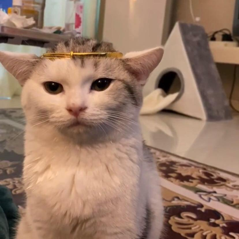 头像 猫咪