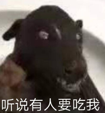 蝙蝠表情包