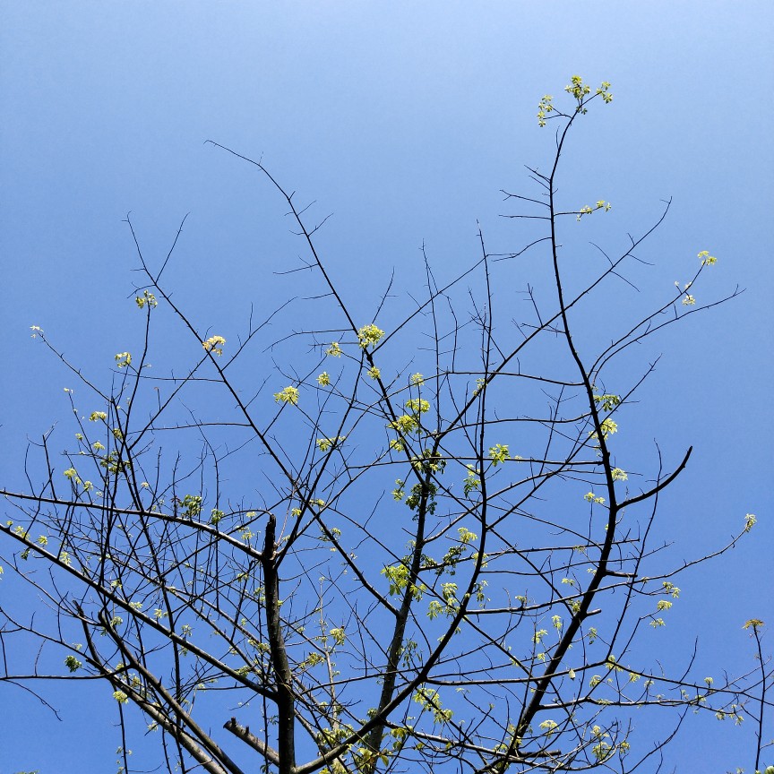 树 天空 蓝色 背景图