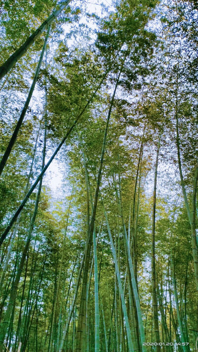 竹林壁纸 堆糖 美图壁纸兴趣社区