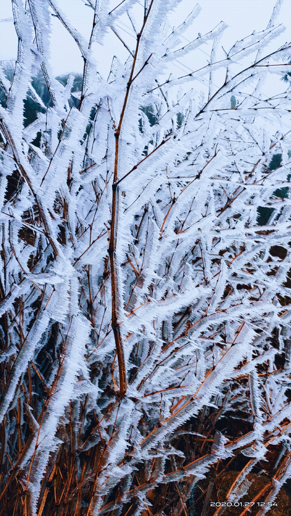 家乡的雪景