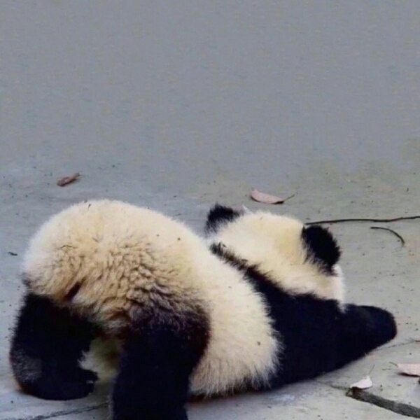 呆萌的小熊猫
