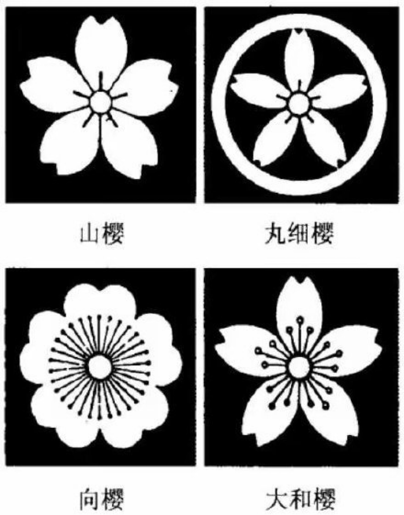 日本家纹——樱花纹