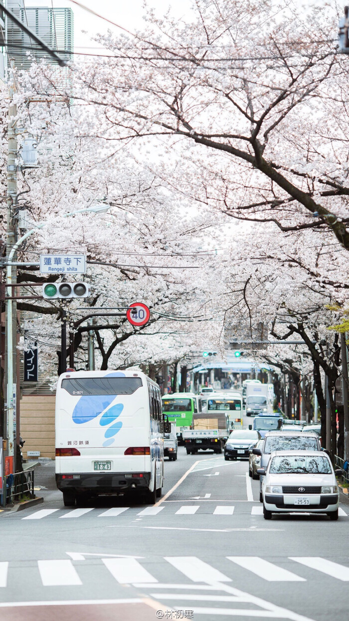 喜欢日本动漫般的樱花街道 堆糖,美图壁纸兴趣社区