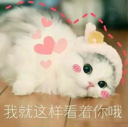 又可爱又沙雕