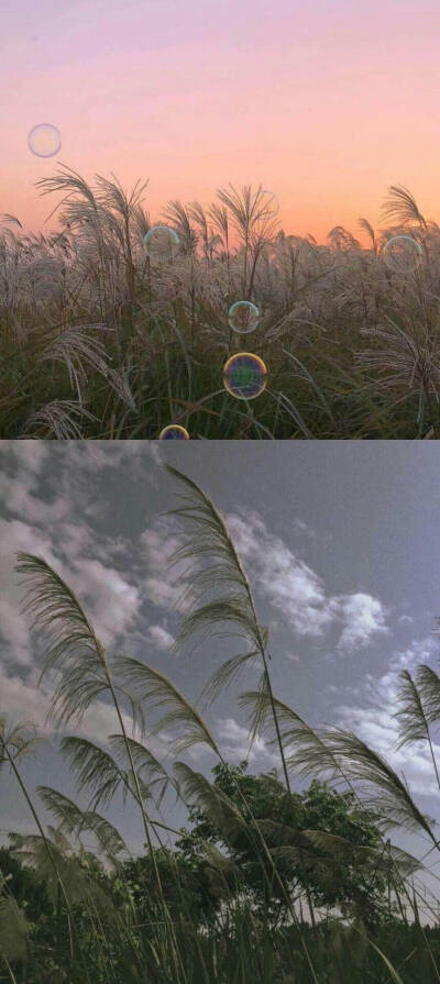 仙气靓丽背景图/壁纸