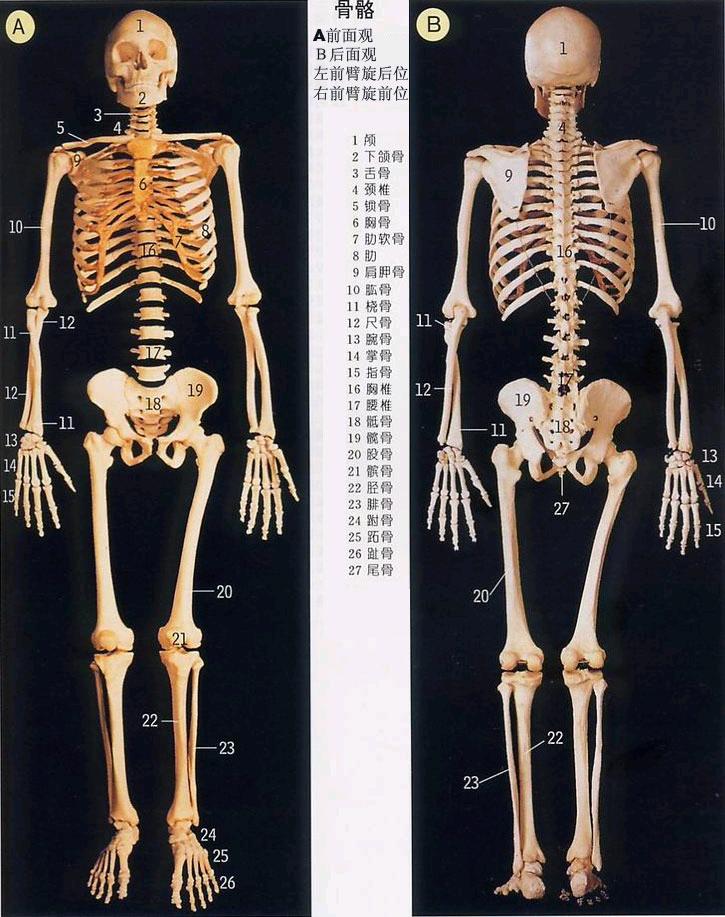人体骨骼图