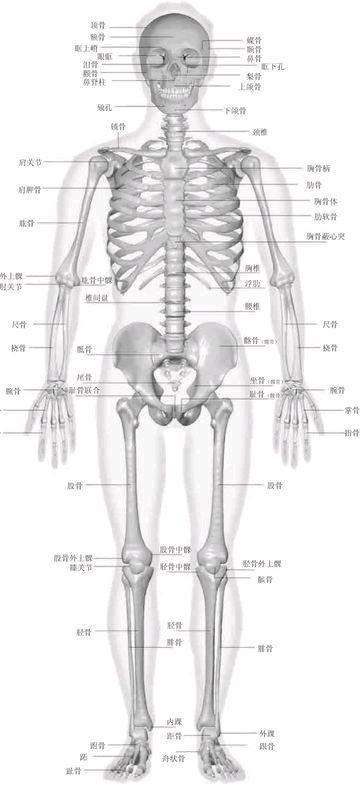 人体骨骼图