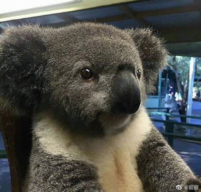 已有男友情侣头像