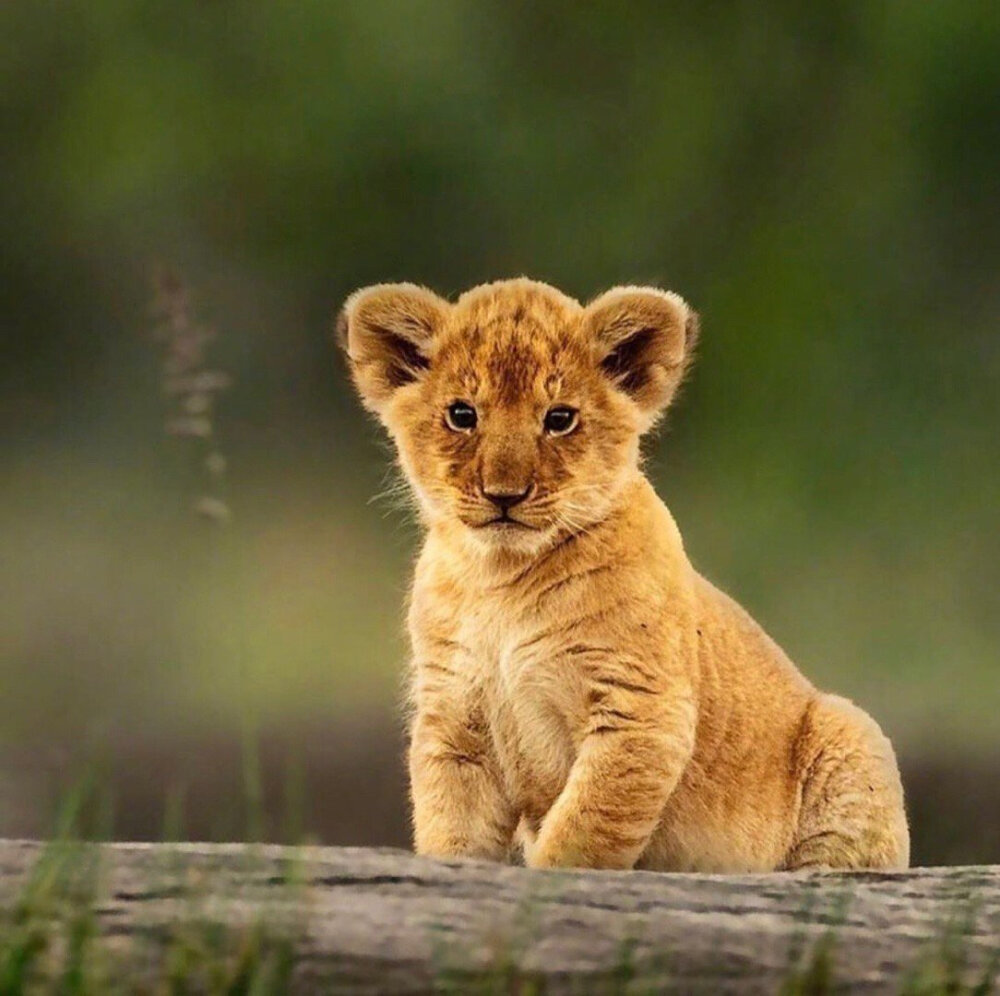在坦桑尼亚的草原上一只刚刚来到这个世界的小狮子好萌啊!