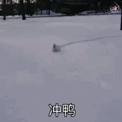 柯尔鸭表情包