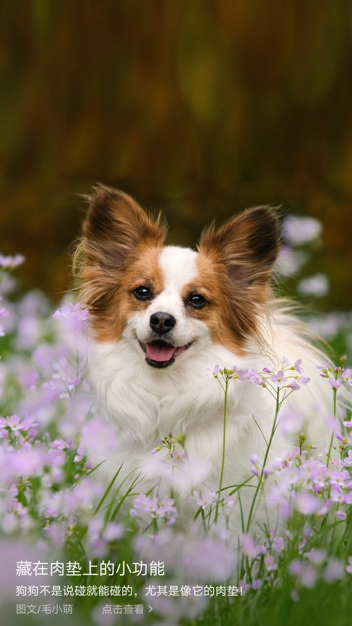 动物柴犬狮子猫柯基