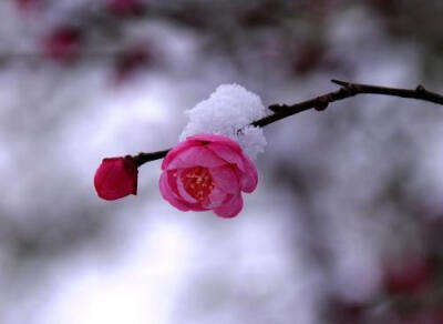 诗词# 【雪中梅花】①梅须逊雪三分白,雪却输梅一段香.