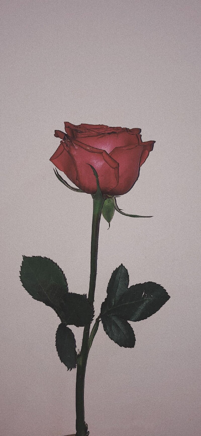 玫瑰花背景图壁纸