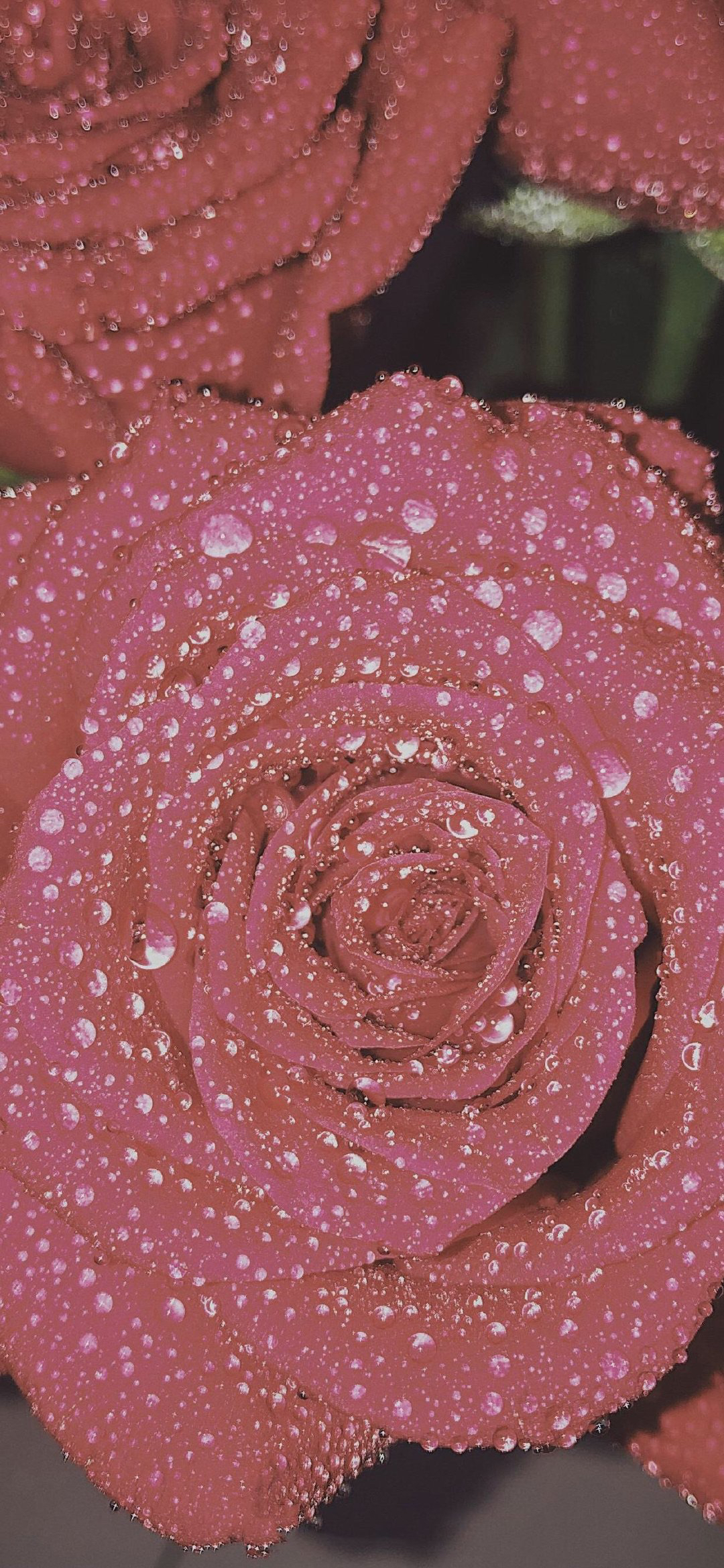 玫瑰花背景图壁纸