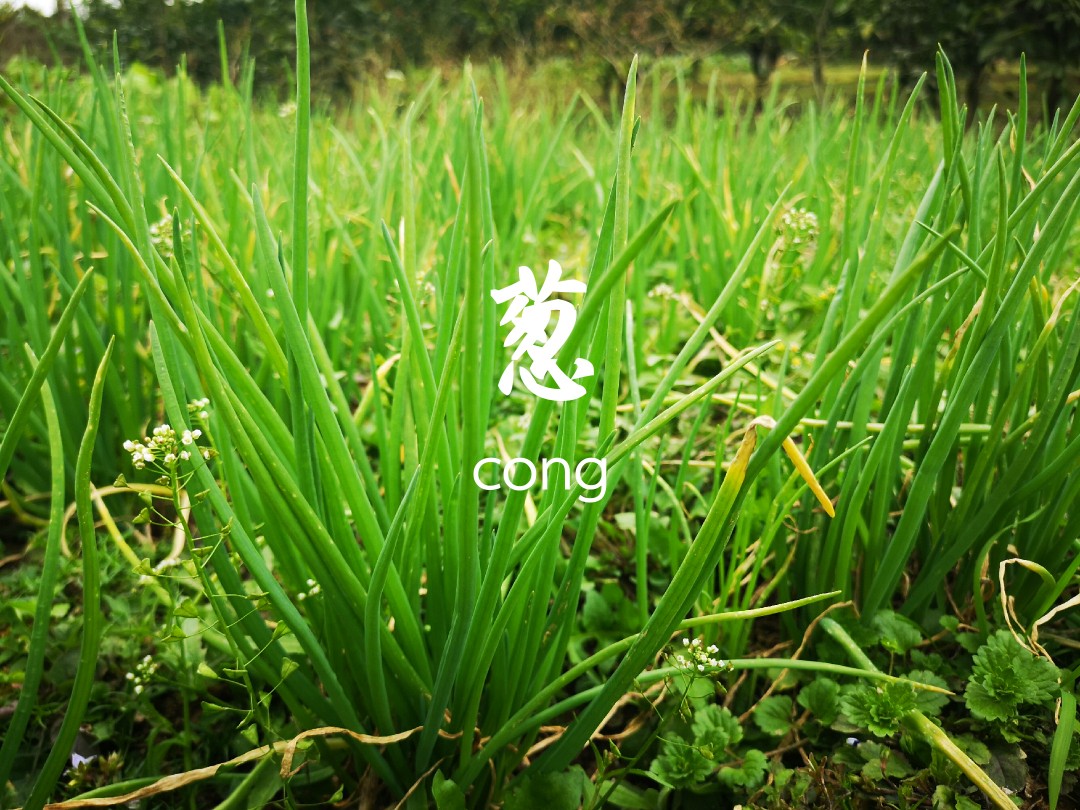 绿色好心情