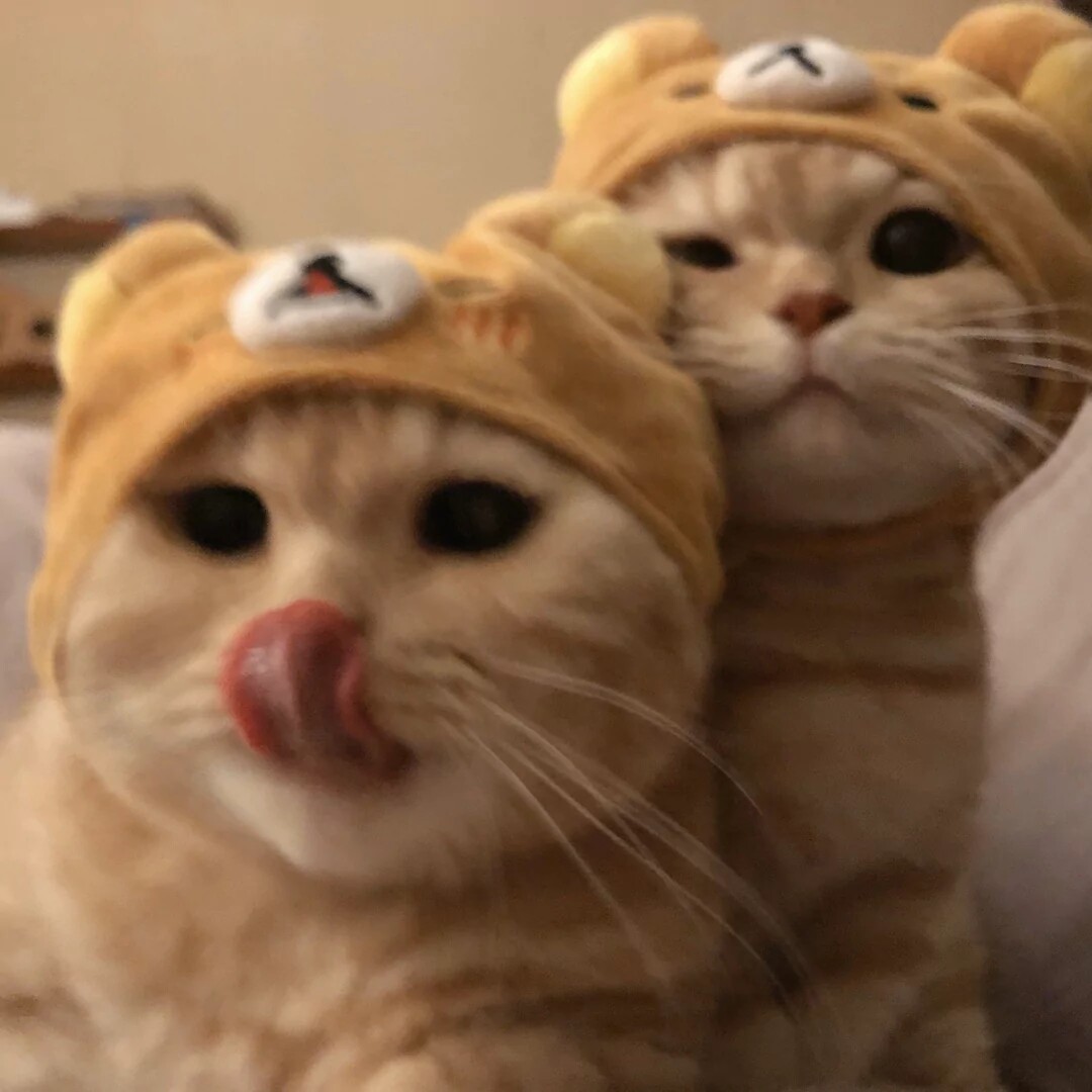 猫咪情侣头像