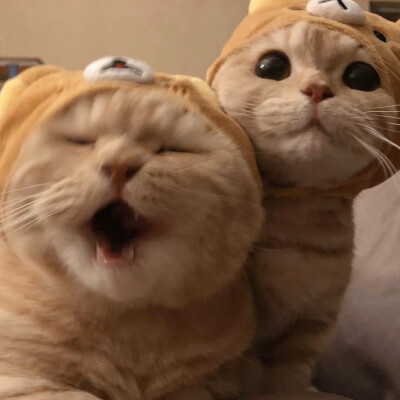 猫咪墨镜情侣头像