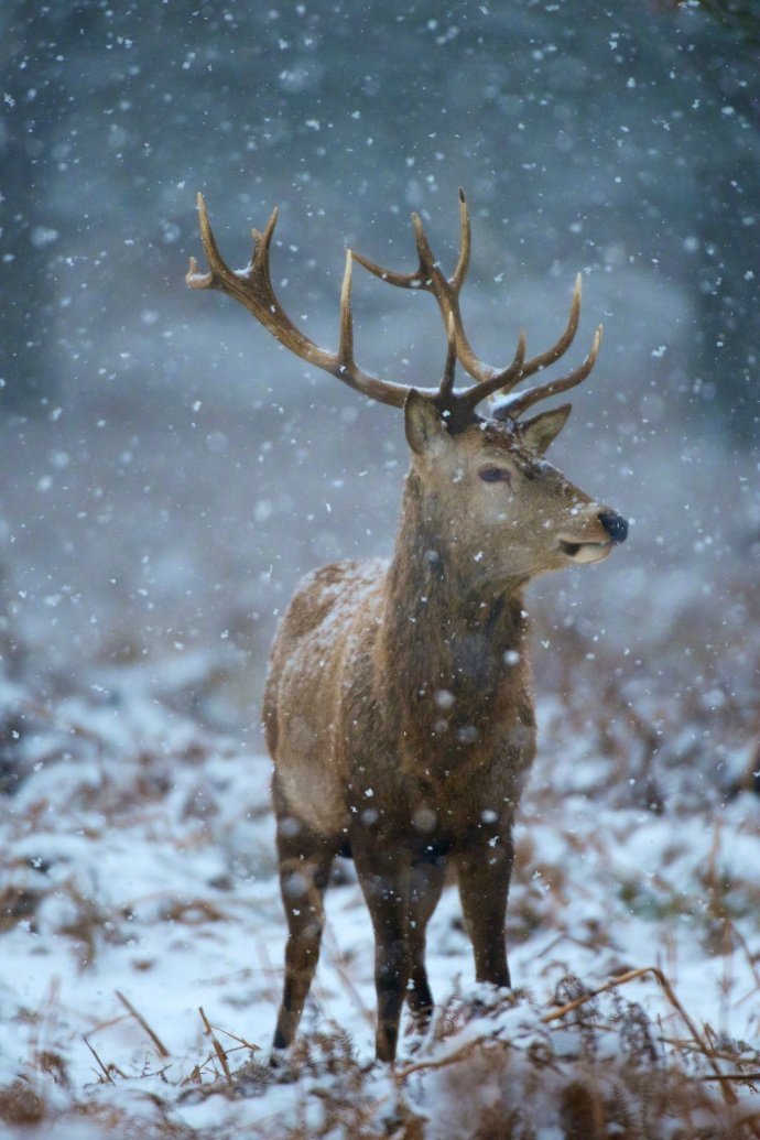 雪中鹿