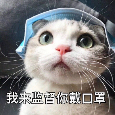 猫咪戴口罩噢