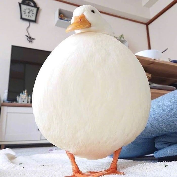 早安鸭,周末快乐