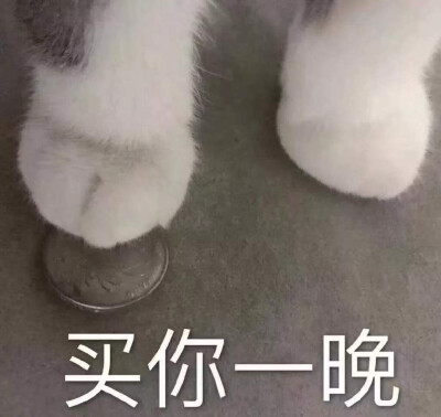 猫咪买你一晚