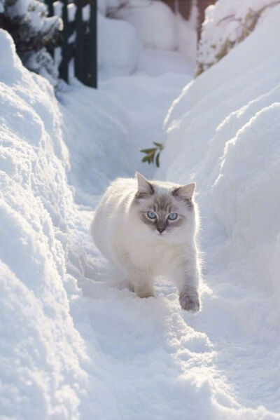 猫咪雪