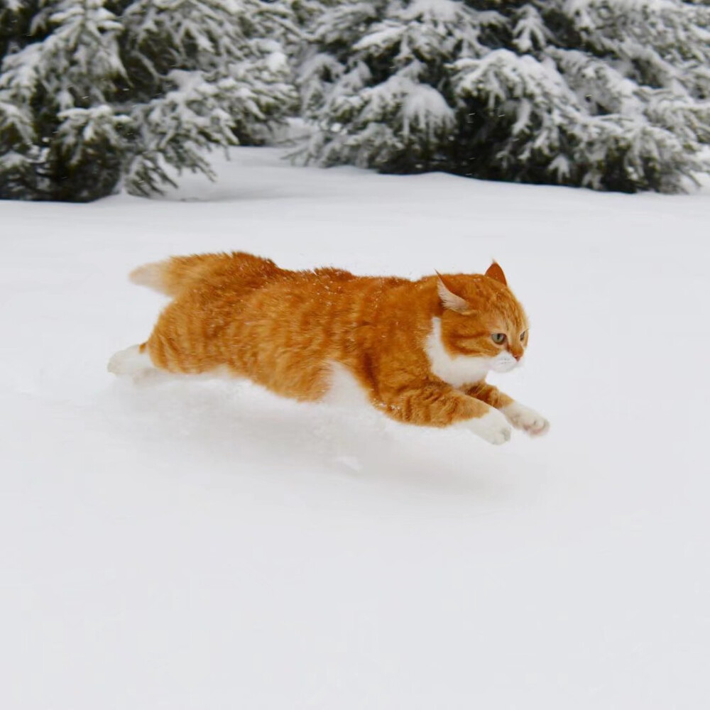 雪地里奔跑的俄罗斯橘猫instcutegingercat676767