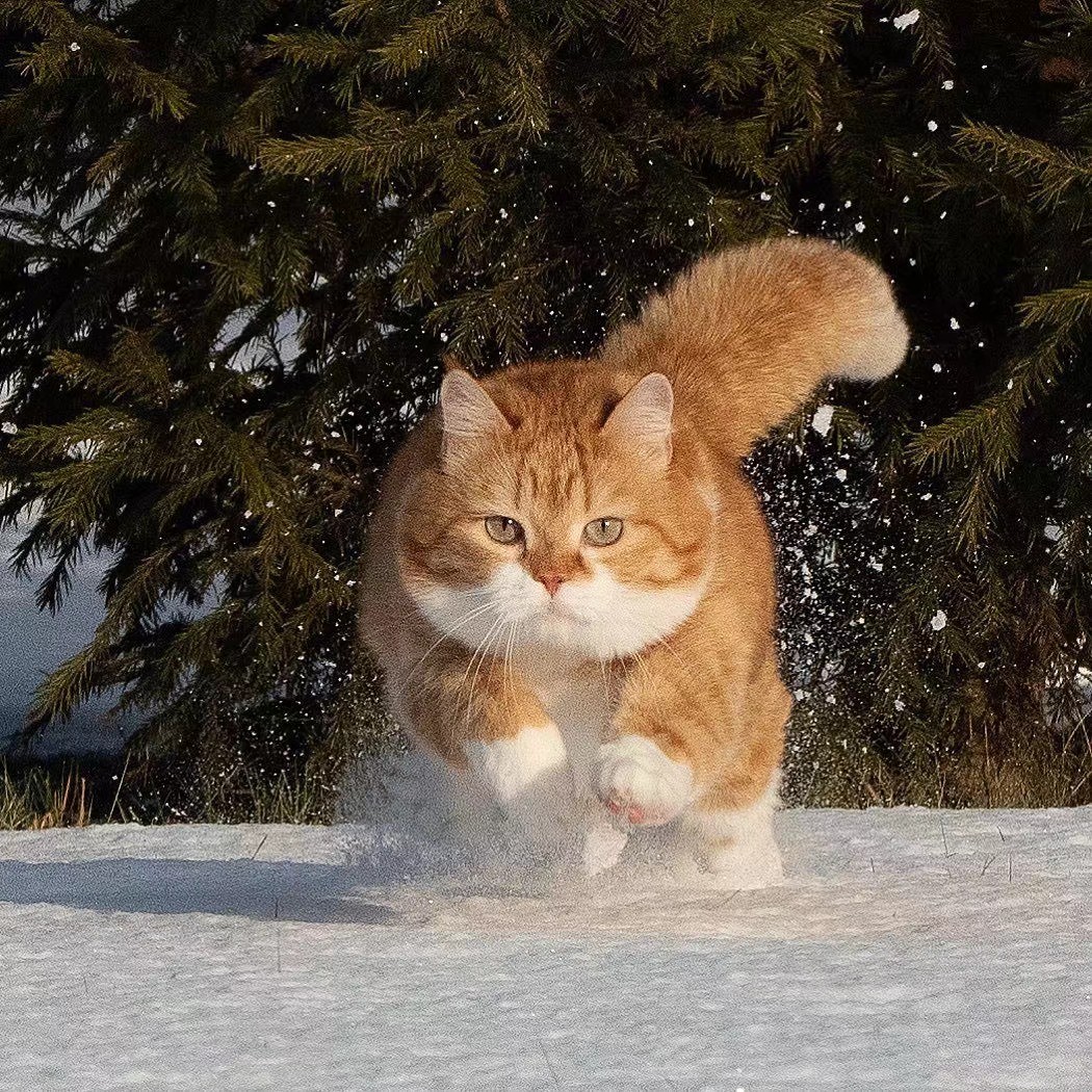 漂亮的雪地上的猫咪高清图片桌面壁纸(4)_配图网