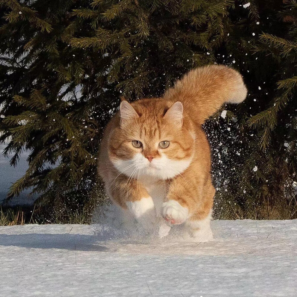 雪地里奔跑的俄罗斯橘猫instcutegingercat676767