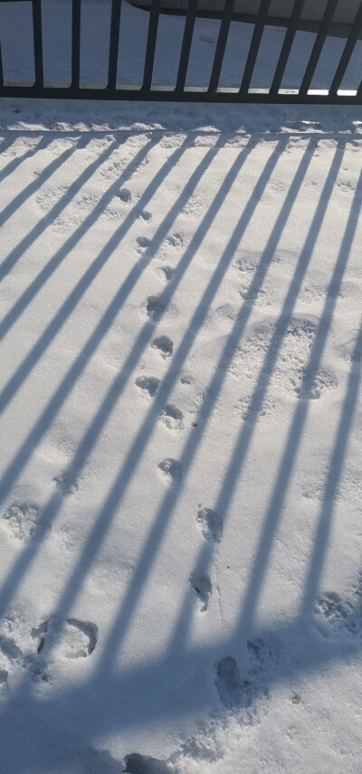 雪地里小猫爪印