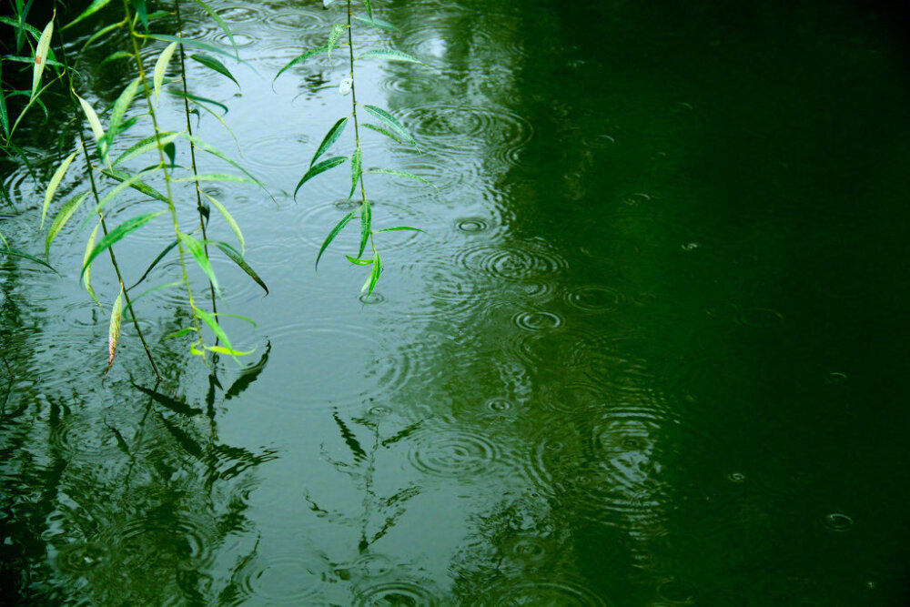 风来听风,雨来赏雨,花落不悲,花开不喜.