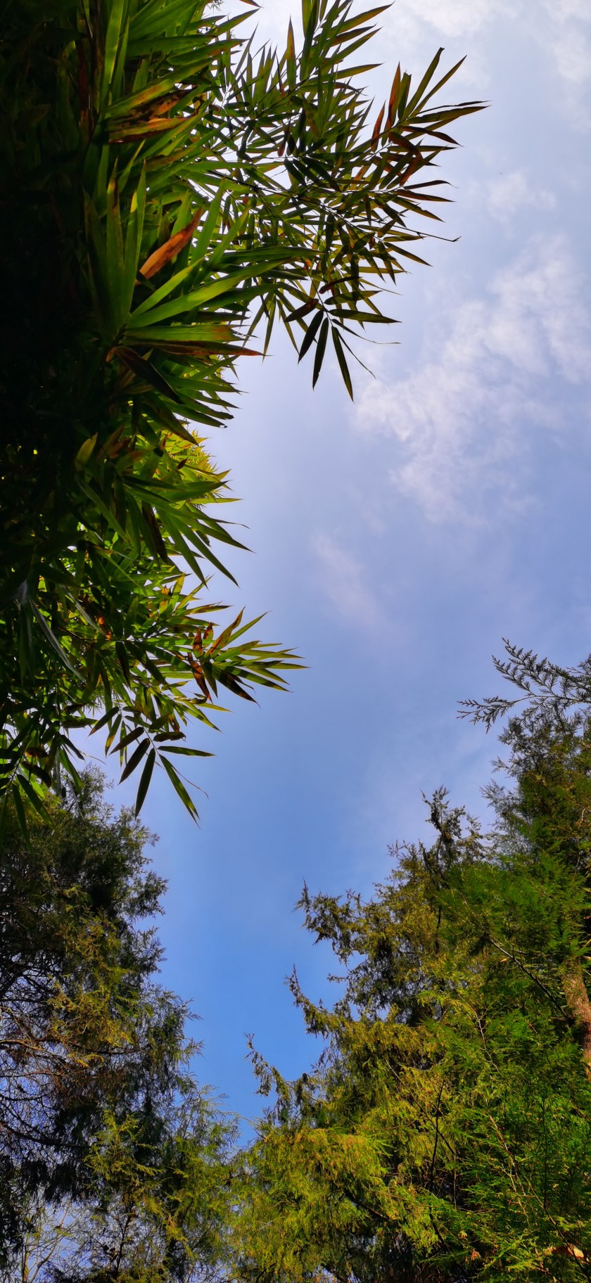 绿竹,蓝天,树木