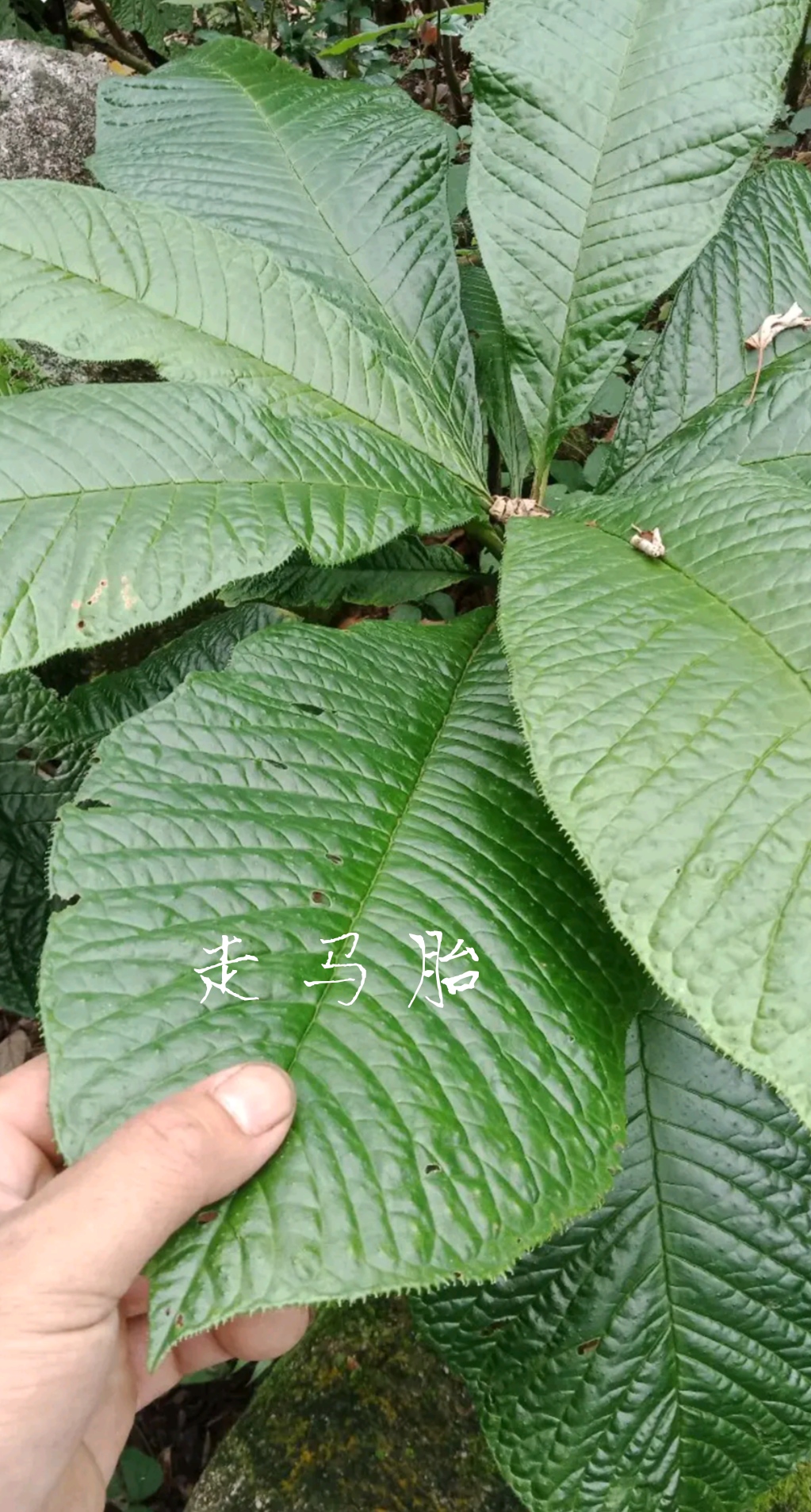 走马胎有祛风活血的功效,用于风湿关节痛,产后血瘀,产后风瘫,半身不遂