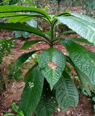 走马胎有祛风活血的功效,用于风湿关节痛,产后血瘀,产后风瘫,半身不遂