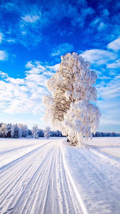 冬天 雪景 梦幻 安静 风景