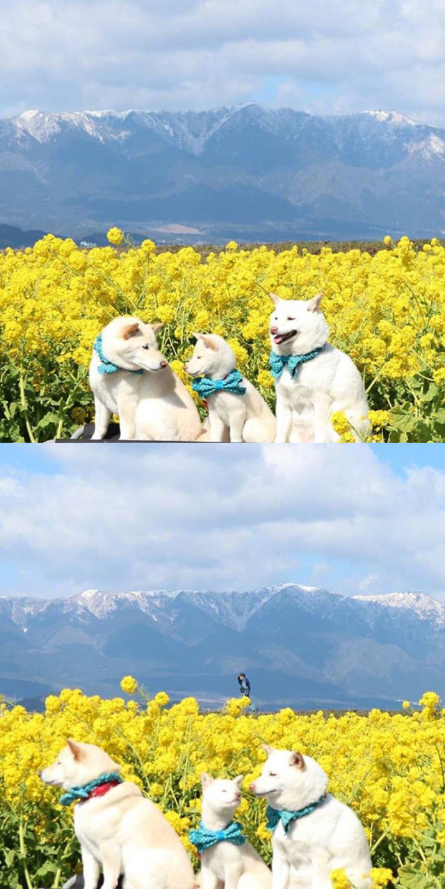 白色柴犬一家三口的春日旅行 - 堆糖,美图壁纸兴趣社区