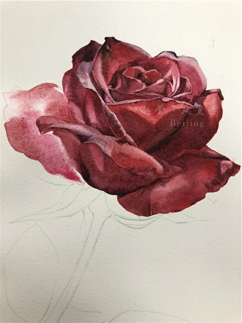 水彩玫瑰的画法